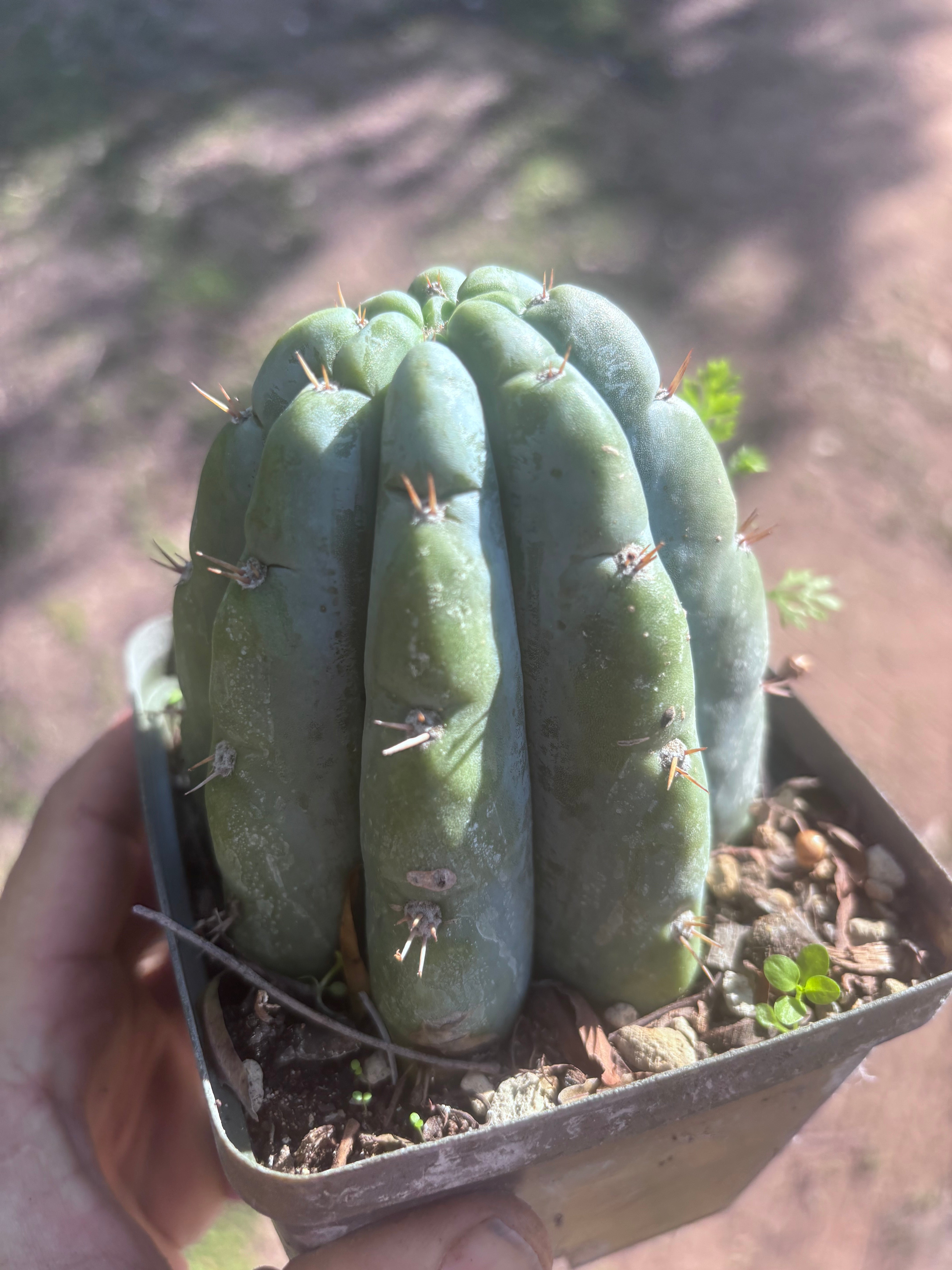 👑🌶️ Shine01 — Fat Rooted Tips