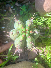 💎👑💎 Papa Smurf — Fully Rooted Grenade