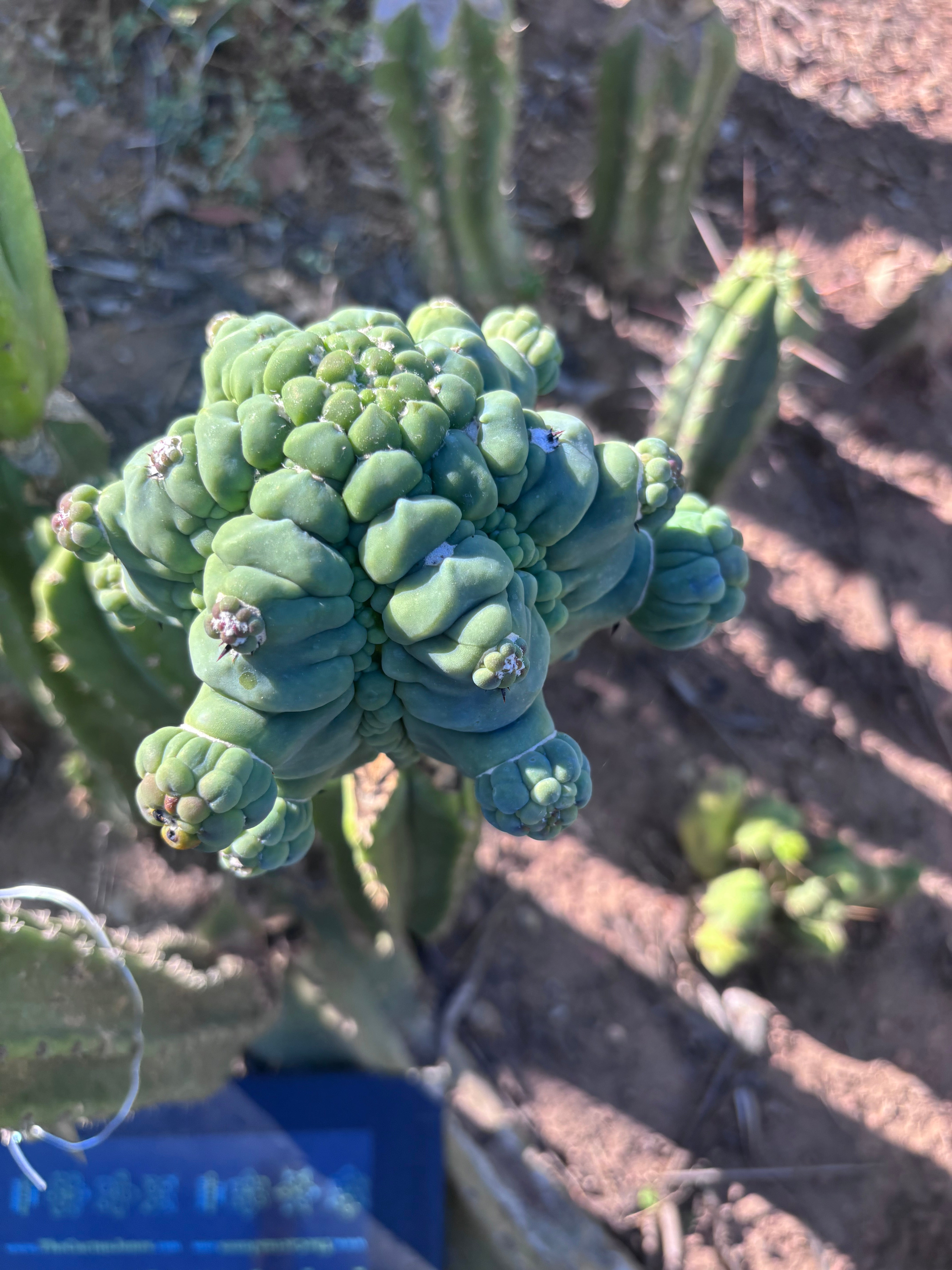 👑💎 Glorp — XXL Graft with 10+ Pups