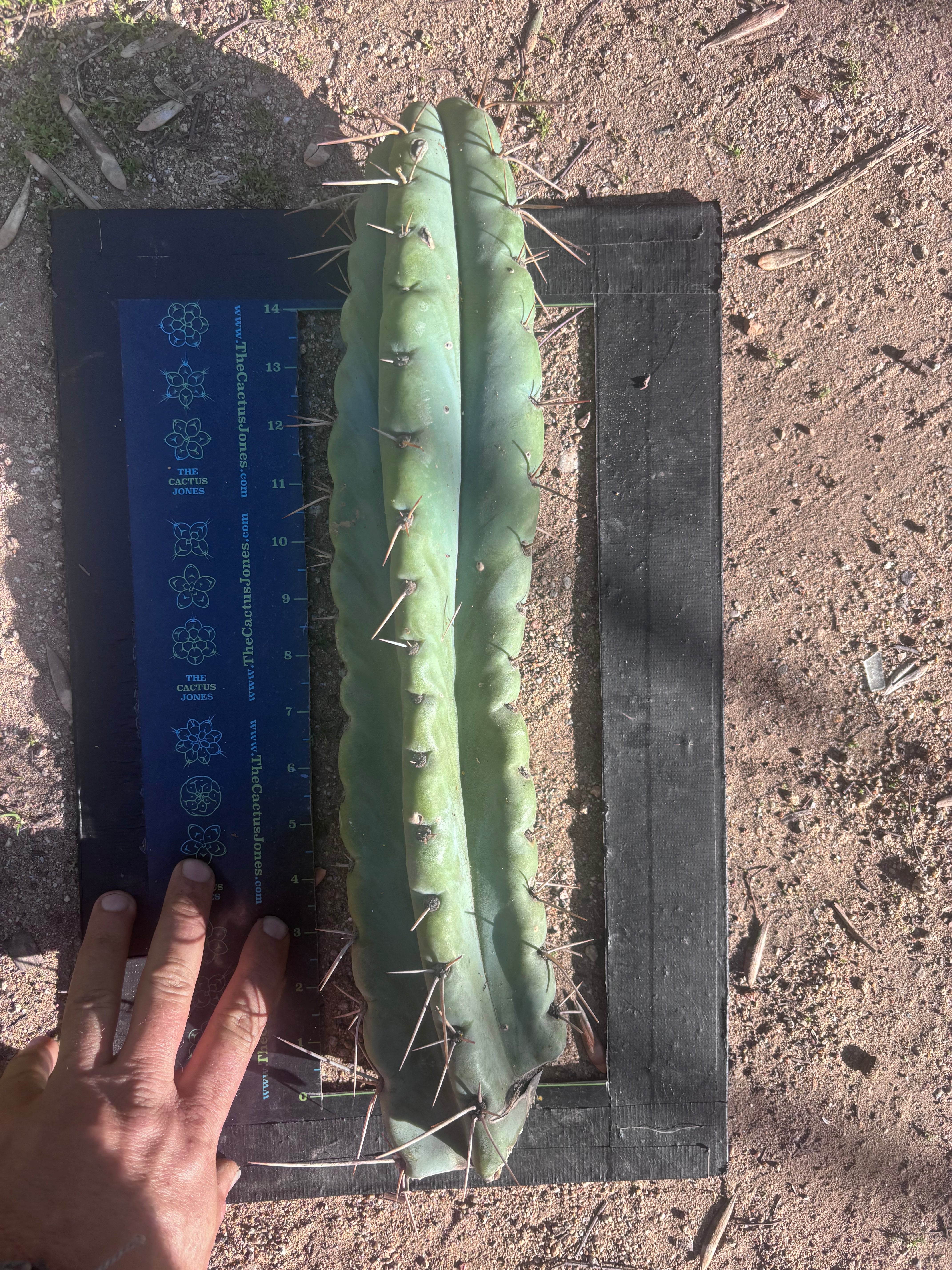 💎🌶️ NOM — XL 16” Tip