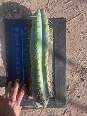 💎🌶️ NOM — XL 16” Tip