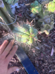 👑🌶️🌶️ Pala! — The Mid Week Pup