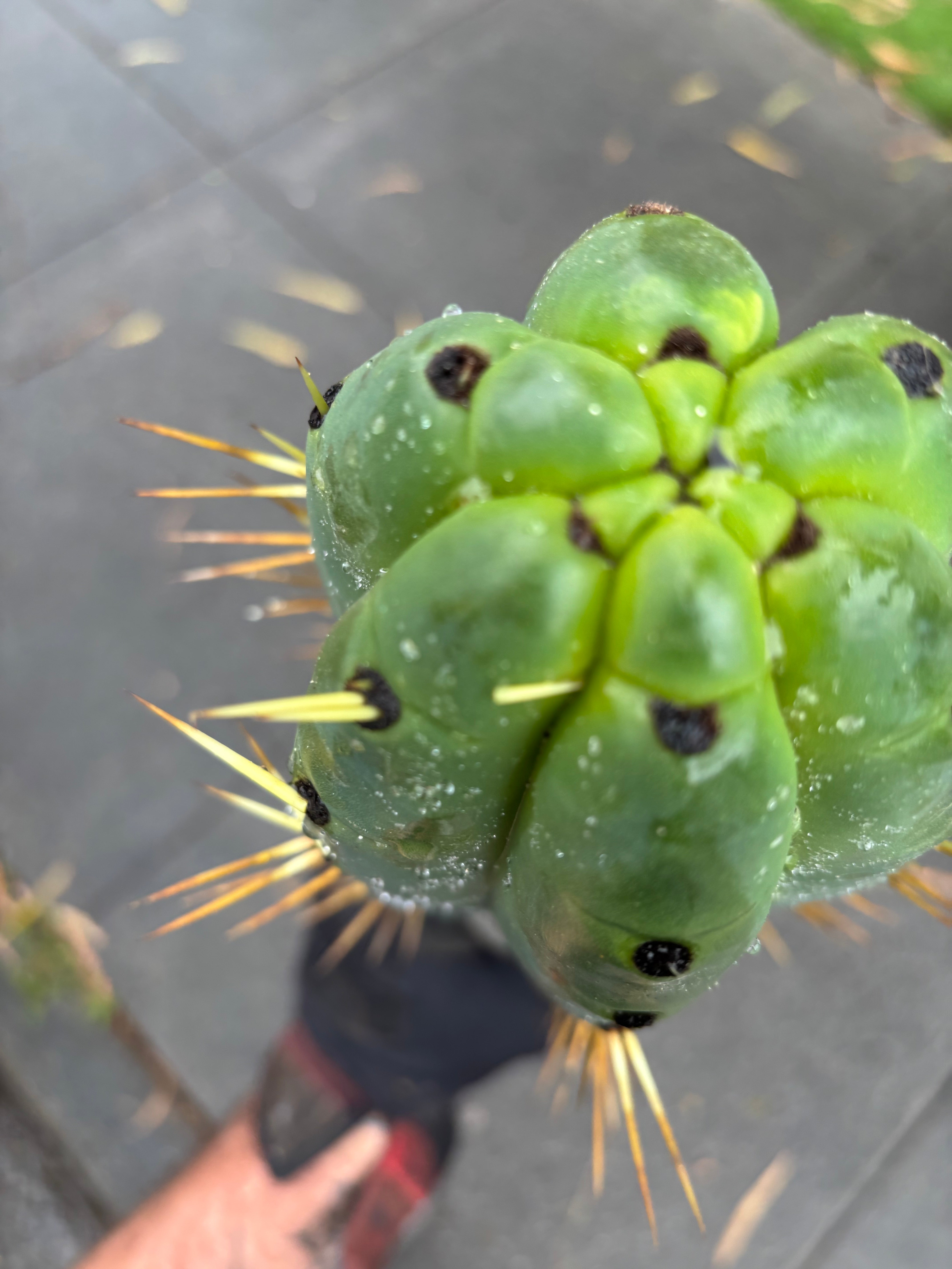 💎🌶️ SS02 x Yowie  — Massive 11” Tip