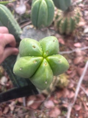👑🌶️ Zulk — 8” Pup Melon