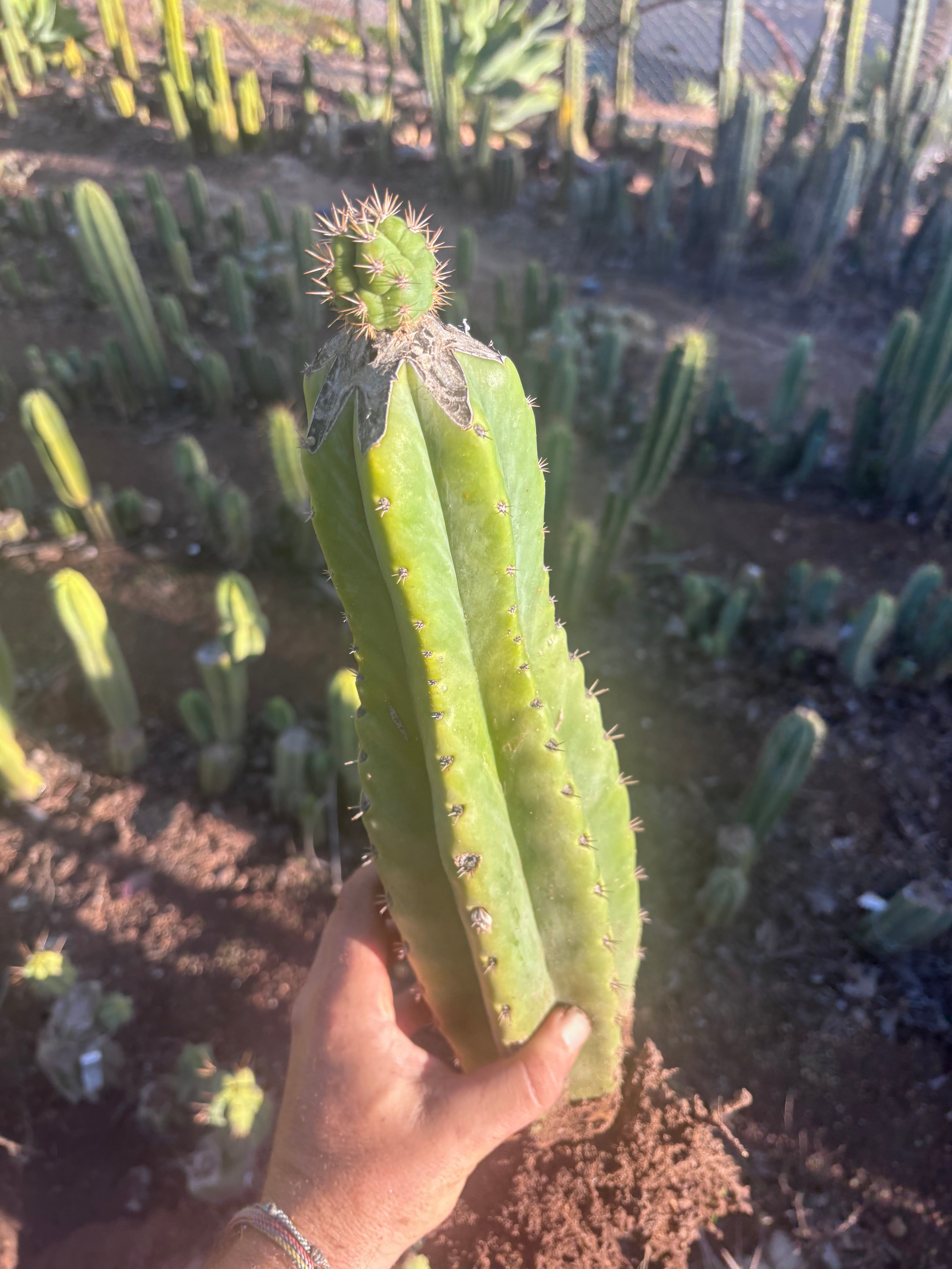 💎👑💎🌶️ CareBear — XL Rooted Graft