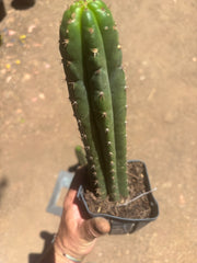 👑🌶️ Torres & Torres — Rooted 11” Tips