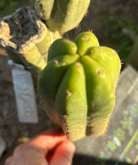 👑🌶️ Genesis — 8” Pup