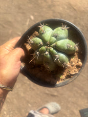 👑 TSSBP — Rooted Tip