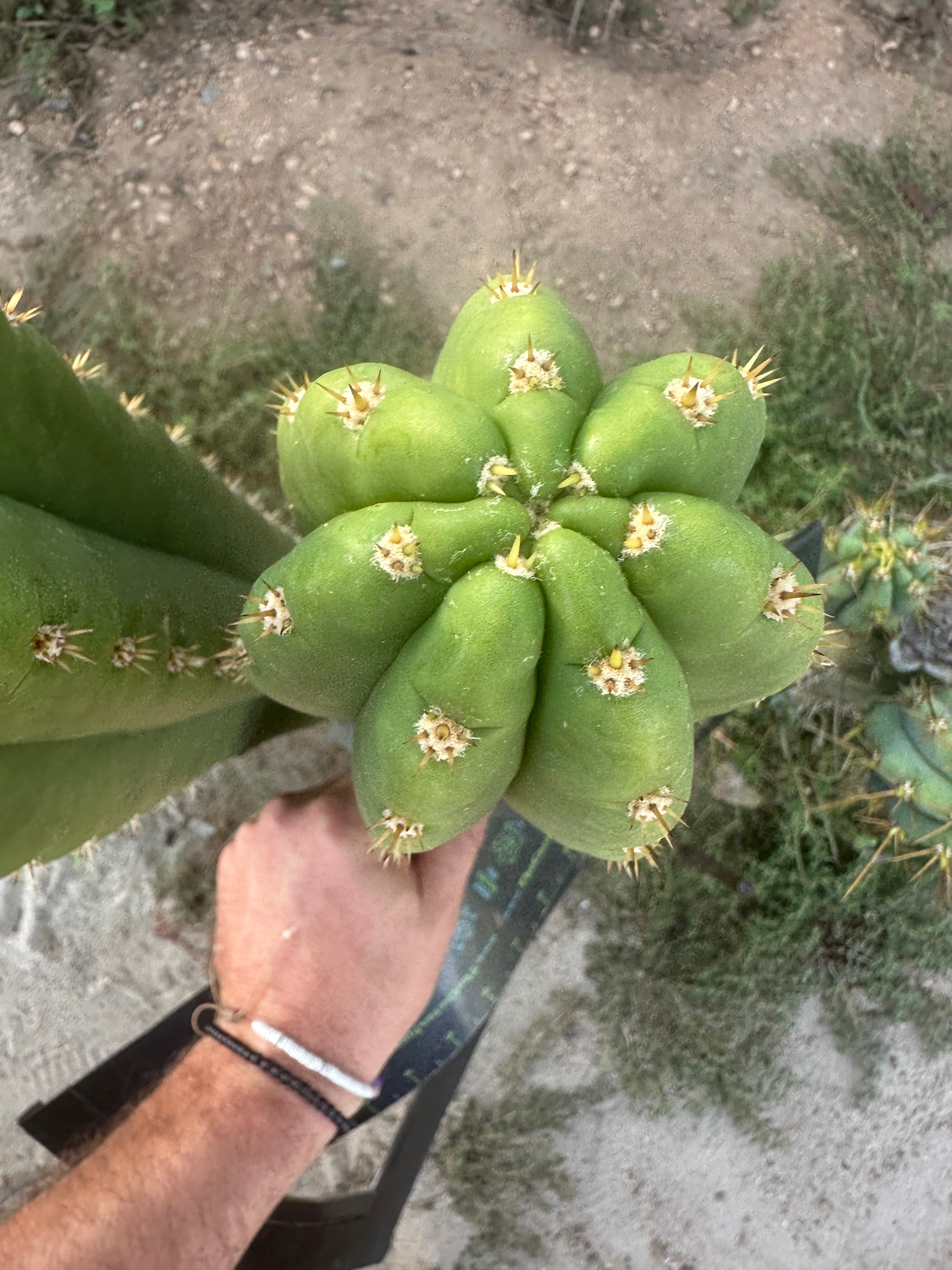 🌶️ Tipz x Super Pedro — FAT 12” Tip