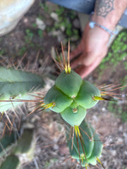 👑💎🌶️ Shulgin — 13” Fourwang Pup