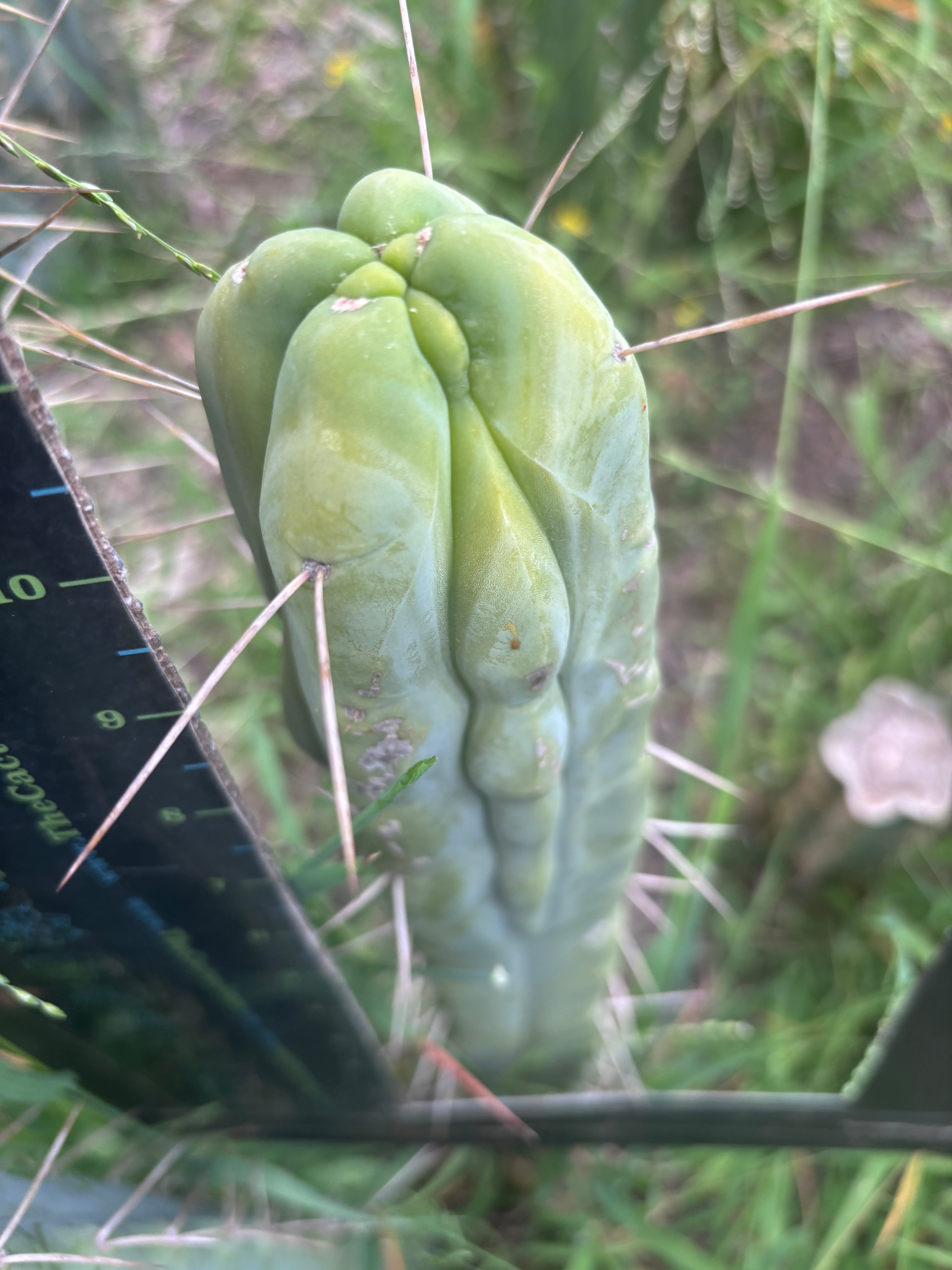 🌶️ Hammer Bridge — 12” FourWang Ribshifter