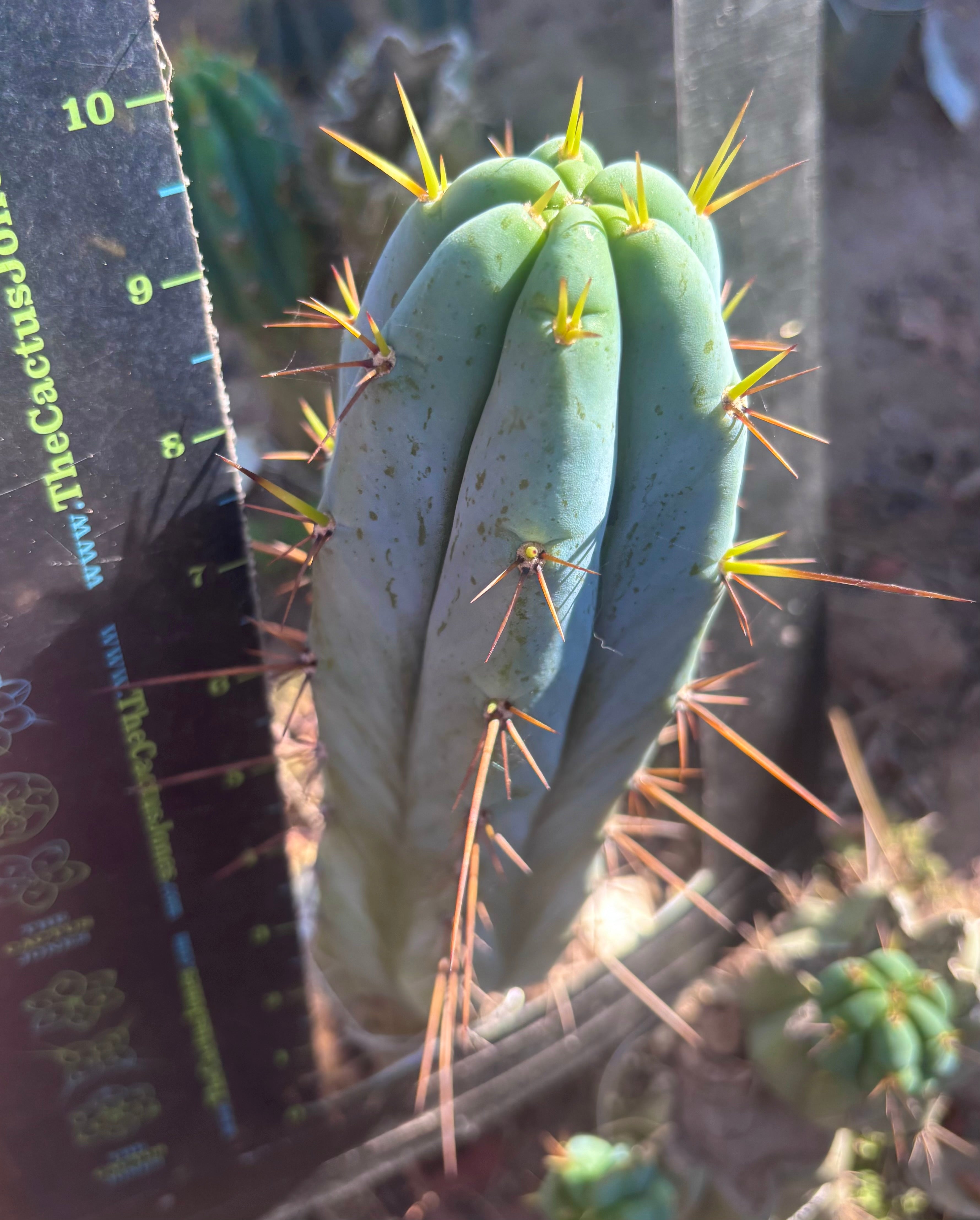 👑💎🌶️ Bluejones  — Flawless 10” Pup