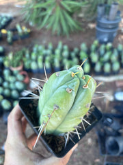 👑🌶️  Jiimz Strong Spine — Rooted Tip