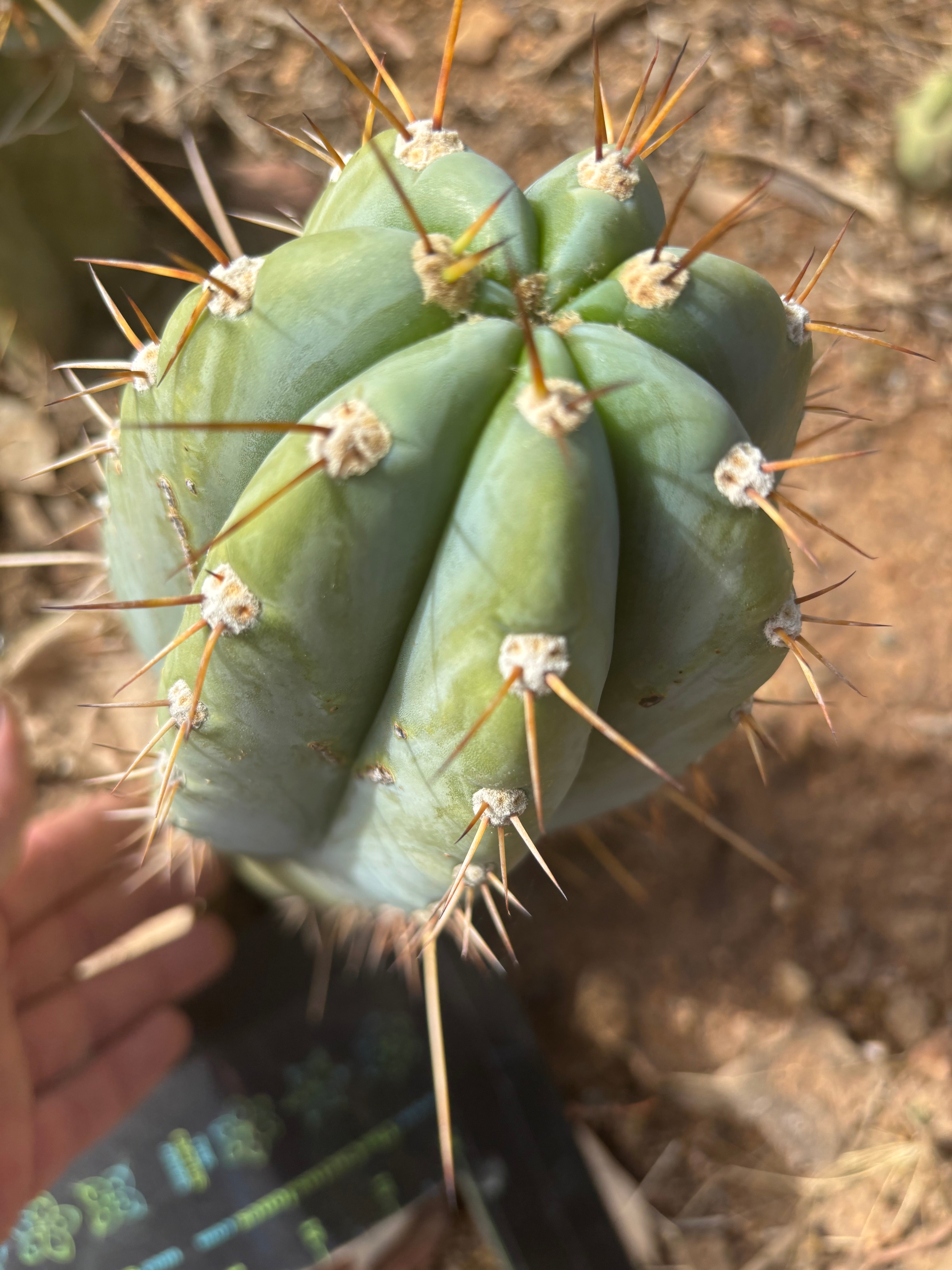 💎👑🌶️ CGG — 12” Melon Pup
