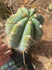 💎👑🌶️ CGG — 12” Melon Pup