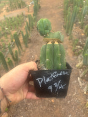 💎👑🌶️ Platform 9 3/4  — Established Puck Graft w/ Pup on Rooted PC