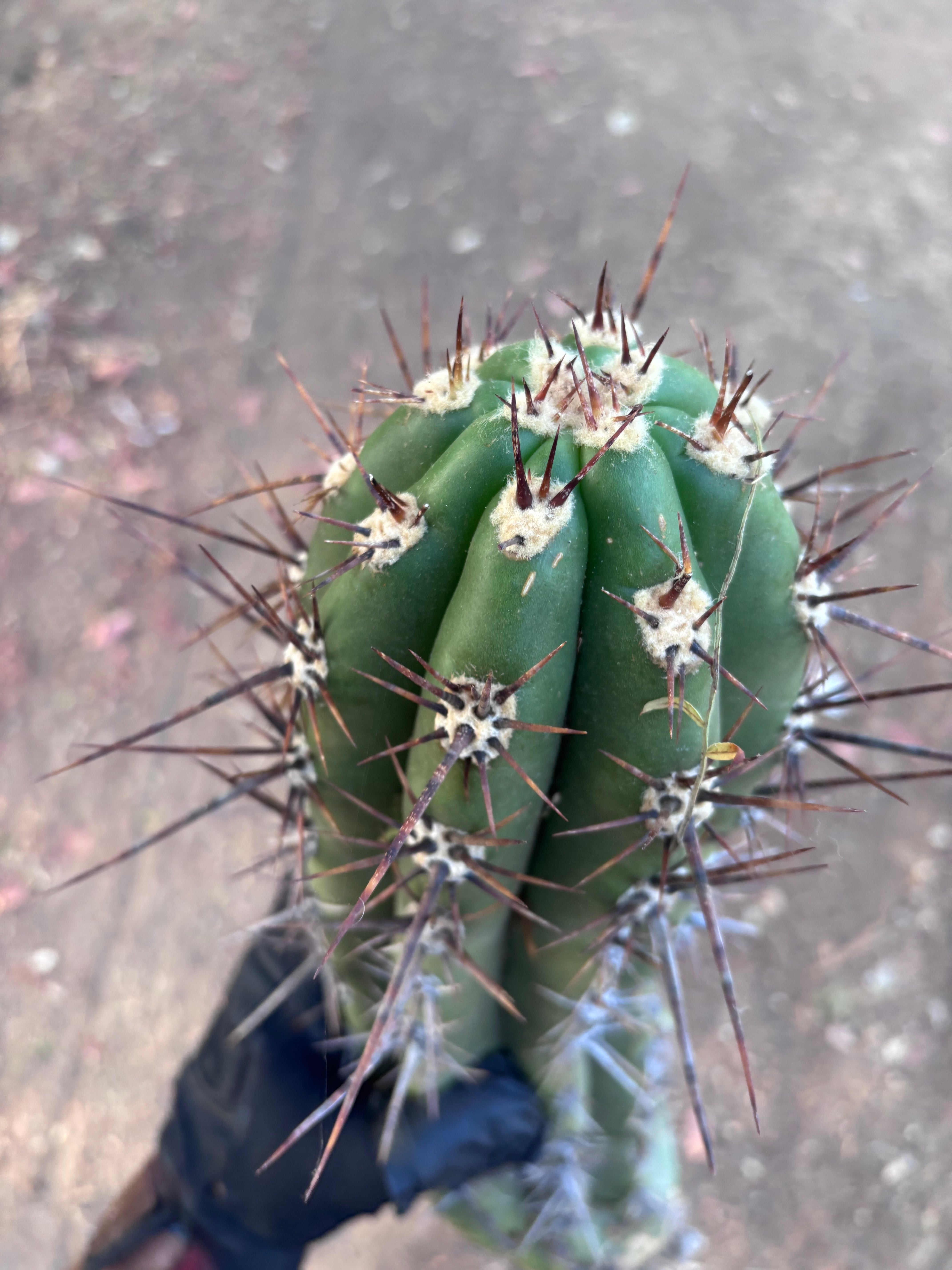 💎 Taquimbalensis — XL 17” Pup