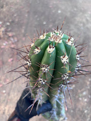 💎 Taquimbalensis — XL 17” Pup