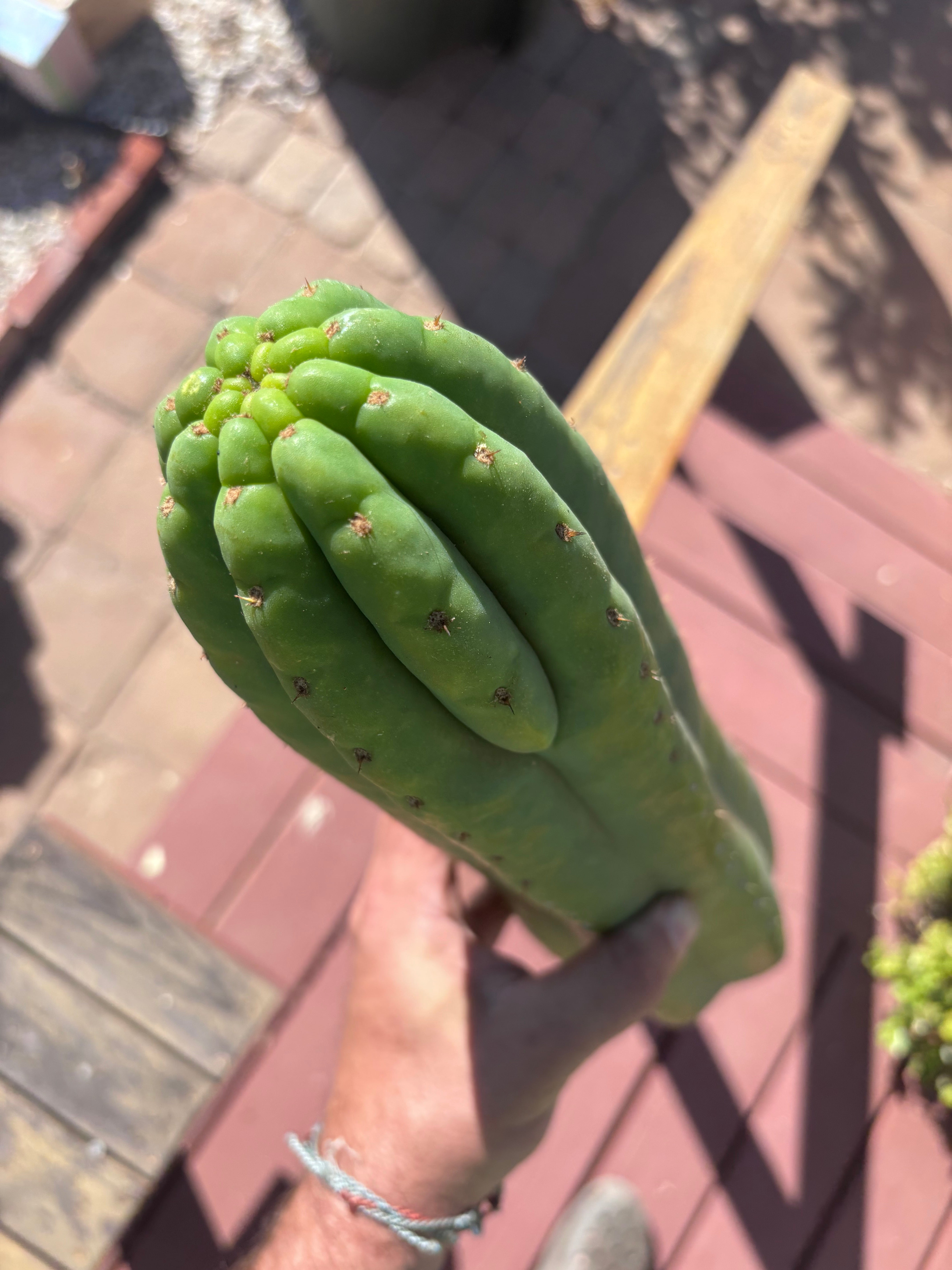 👑🌶️ Juuls Giant — XL 15” Tip
