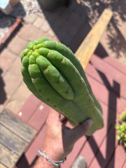 👑🌶️ Juuls Giant — XL 15” Tip