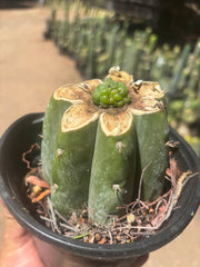 💎👑💎 Havran — Pup Graft on Rooted Shine01