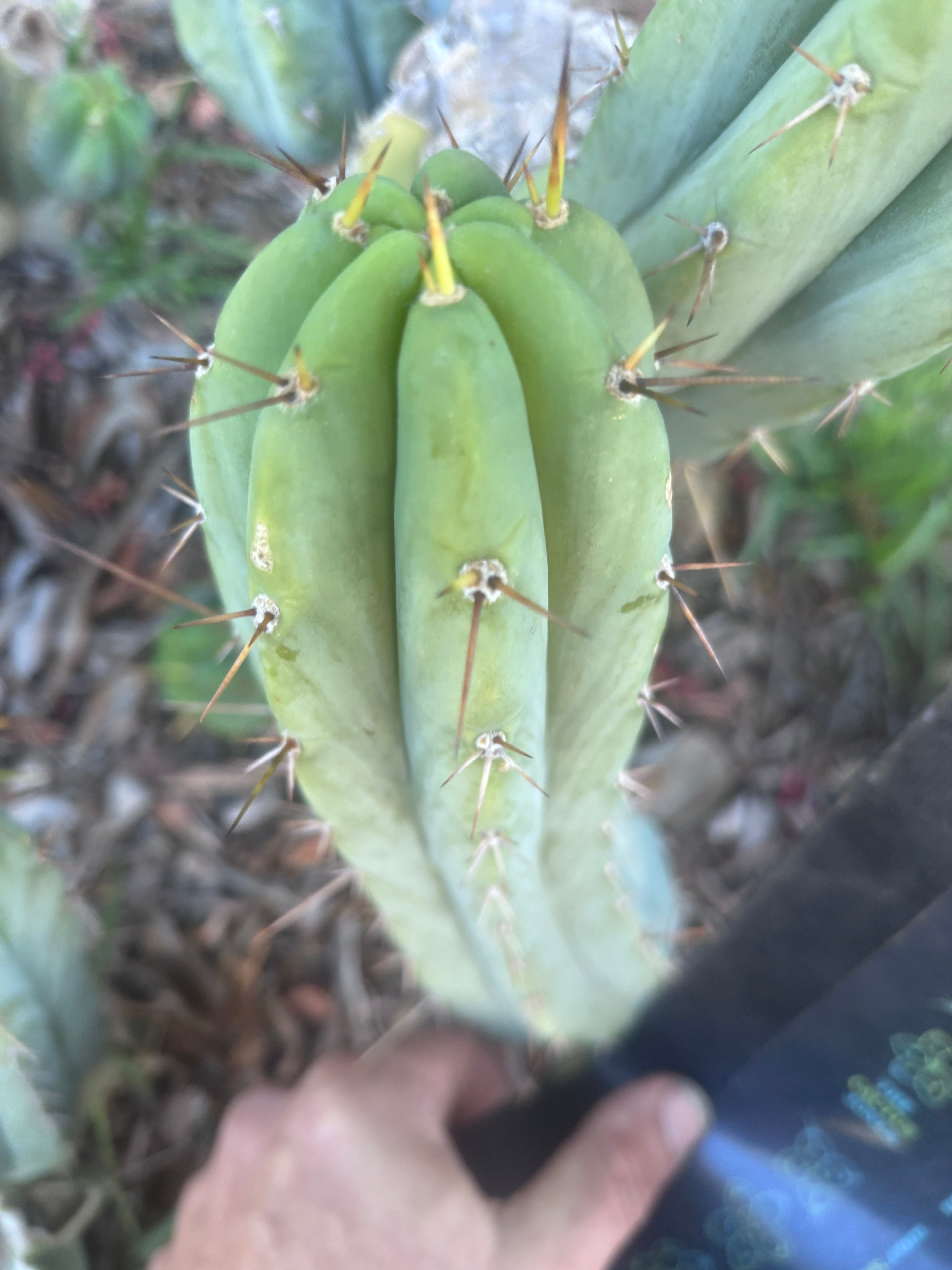 👑🌶️🌶️ Pala — 9” Pup