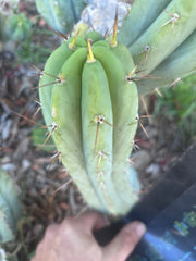 👑🌶️🌶️ Pala — 9” Pup