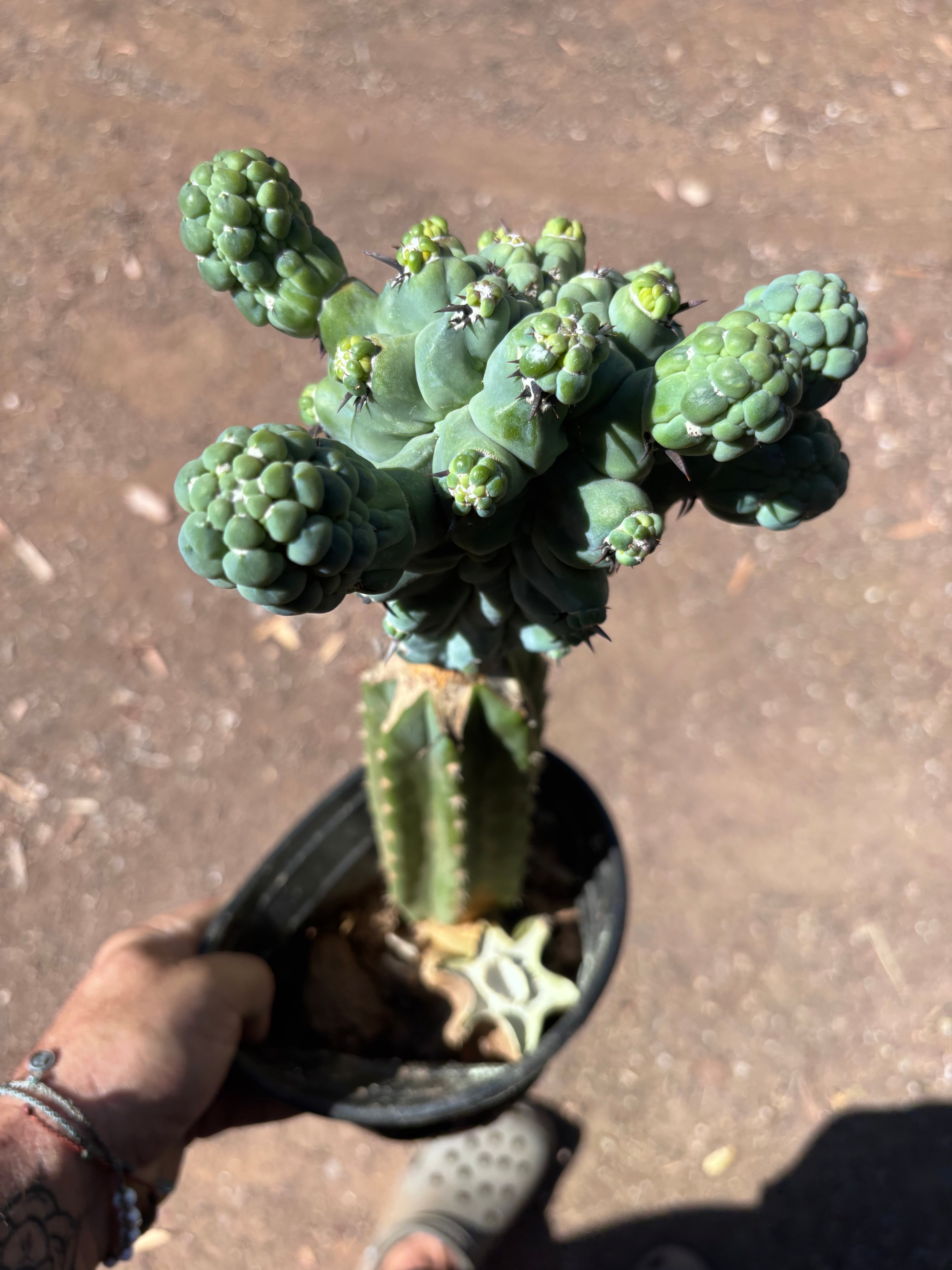 💎👑💎 Glorp — XL Rooted Pupsplosion Graft