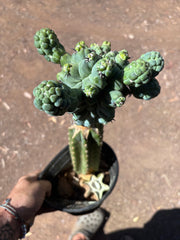 💎👑💎 Glorp — XL Rooted Pupsplosion Graft