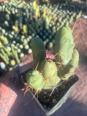 👑🌶️🌶️  TBM Clone B — Fully Rooted