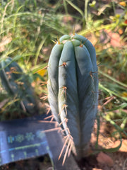 👑🌶️ Bluejones  — 8” Tip