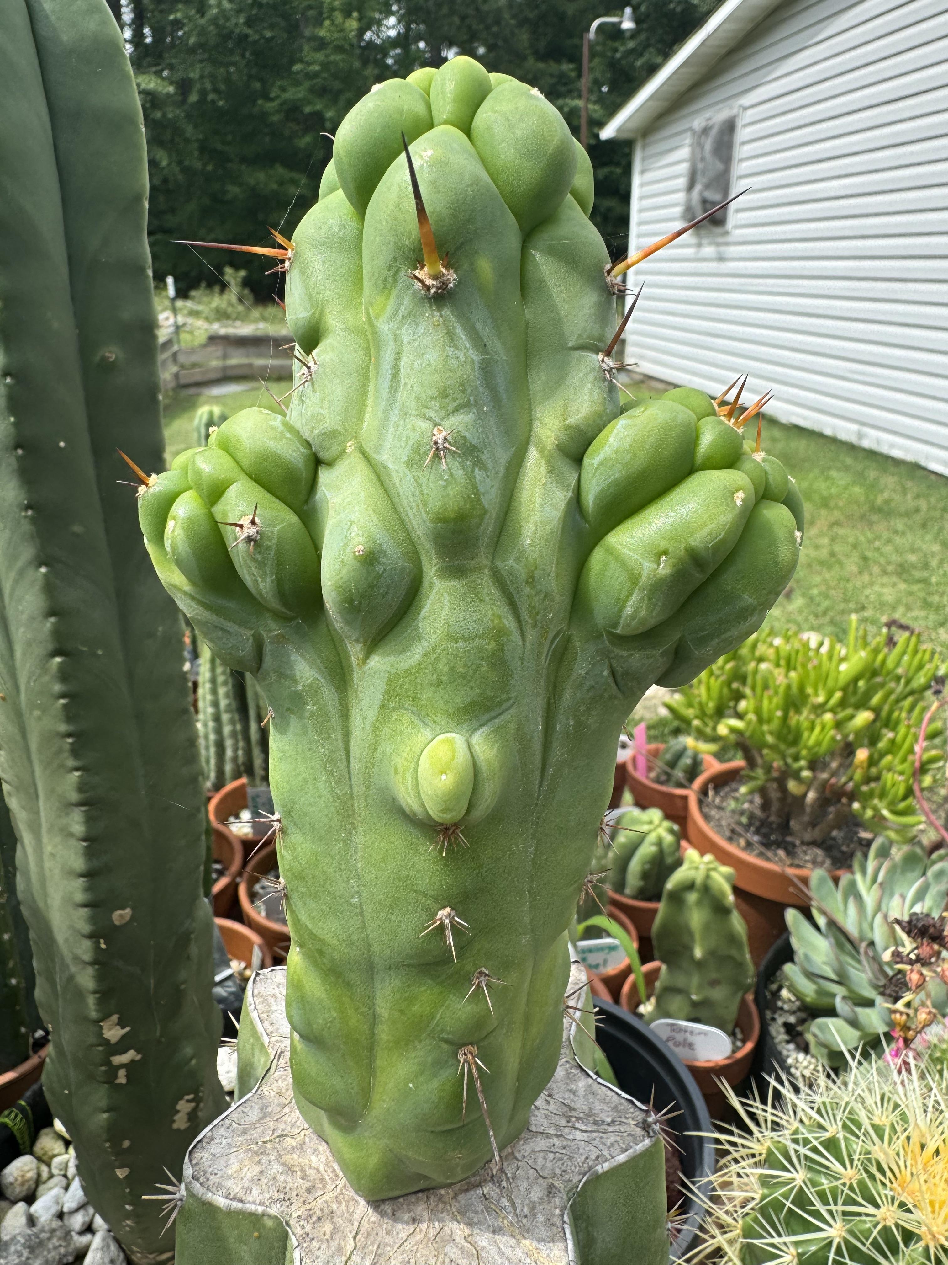 💎👑💎 Q-Tip — Chonky 6” Tip