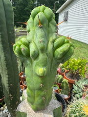 💎👑💎 Q-Tip — Chonky 6” Tip