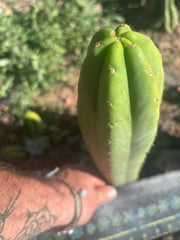 👑🌶️🌶️ Ogun — 11” Tip