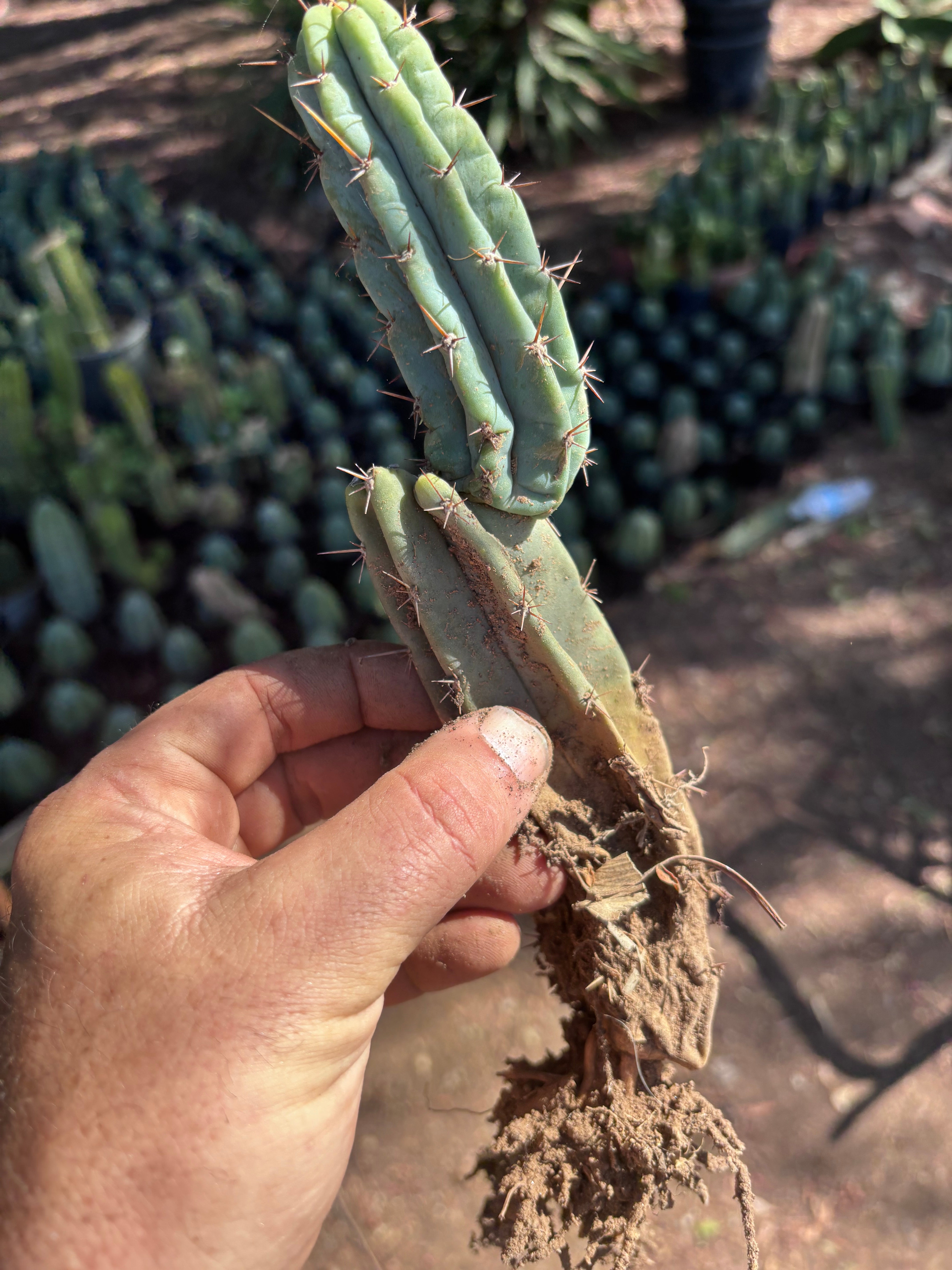 👑🌶️🌶️ Pala! — 9” Rooted