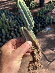 👑🌶️🌶️ Pala! — 9” Rooted