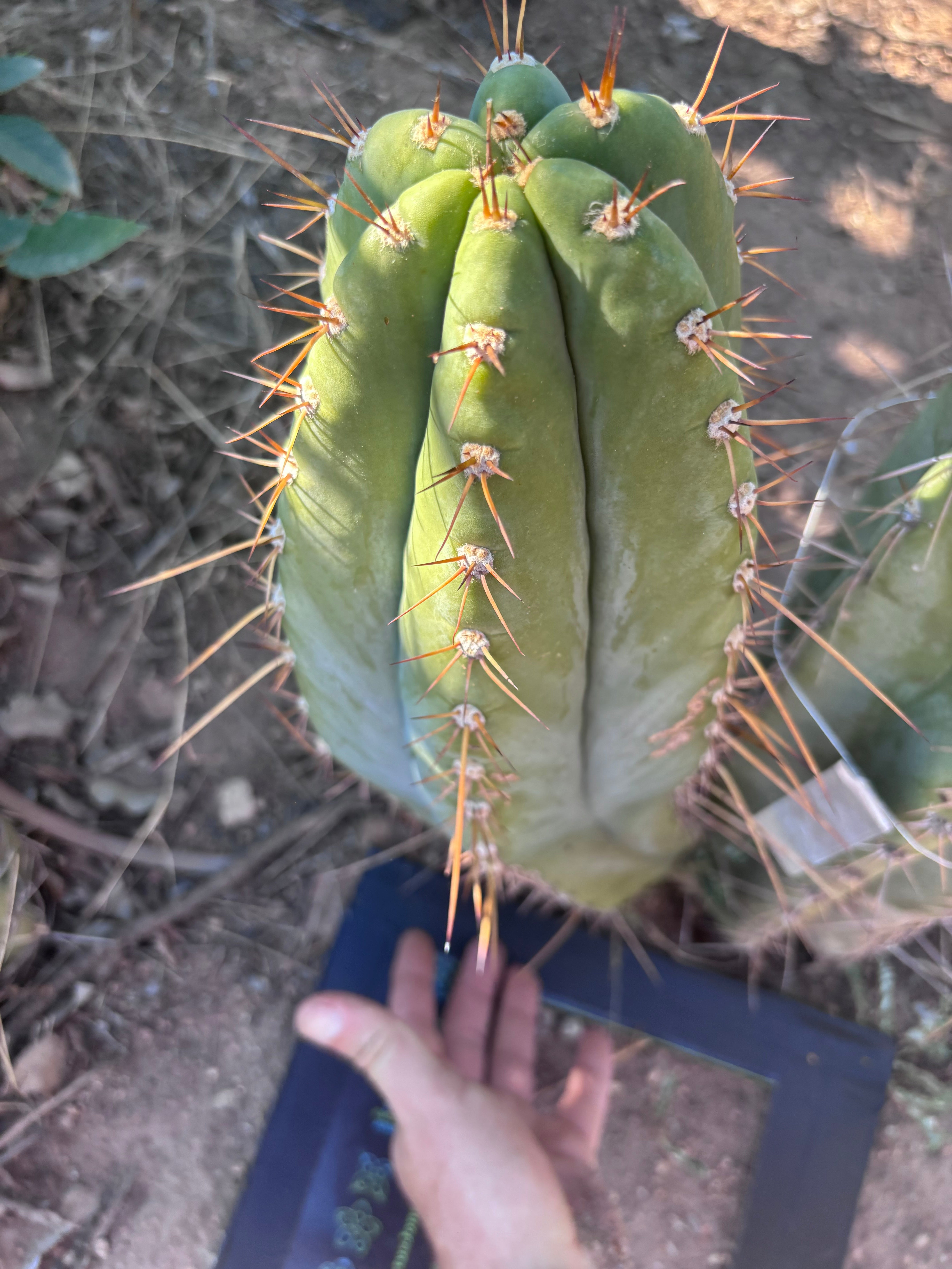💎👑🌶️ CGG — MASSIVE 15+” Pup