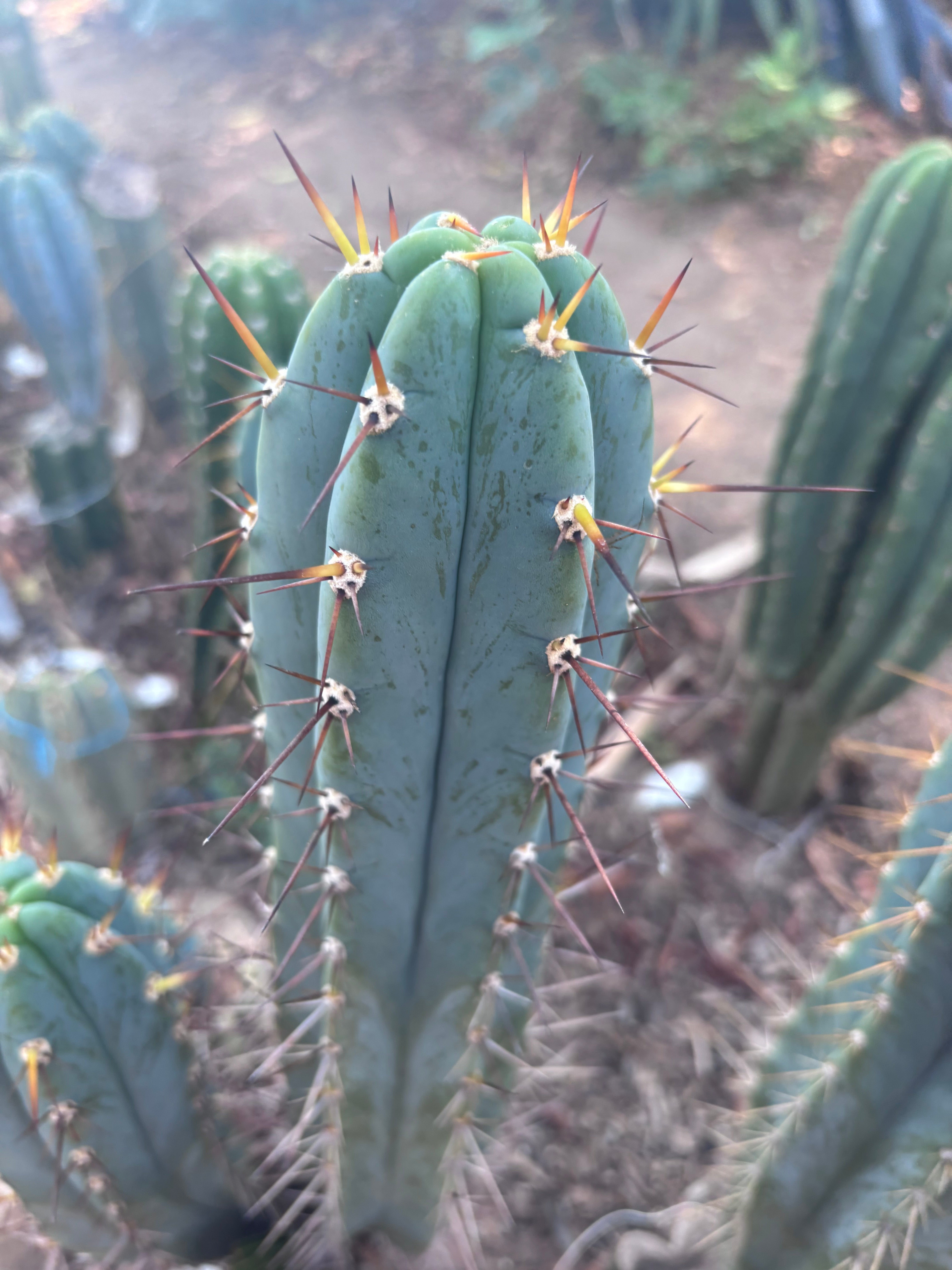 💎👑💎 Rosei 2 — XL 15” Pup