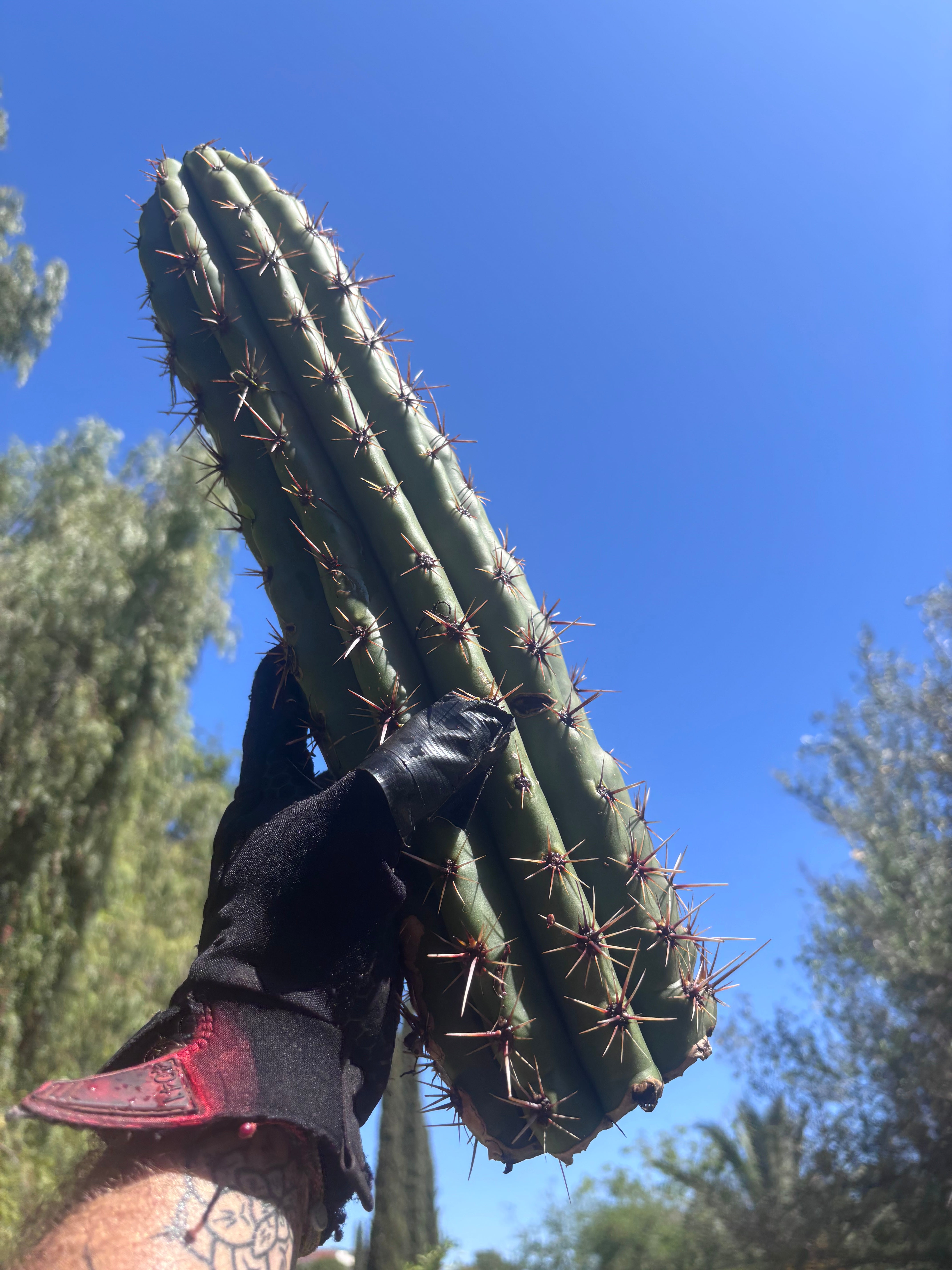 Tacaquirensis — Massive 16” Tip