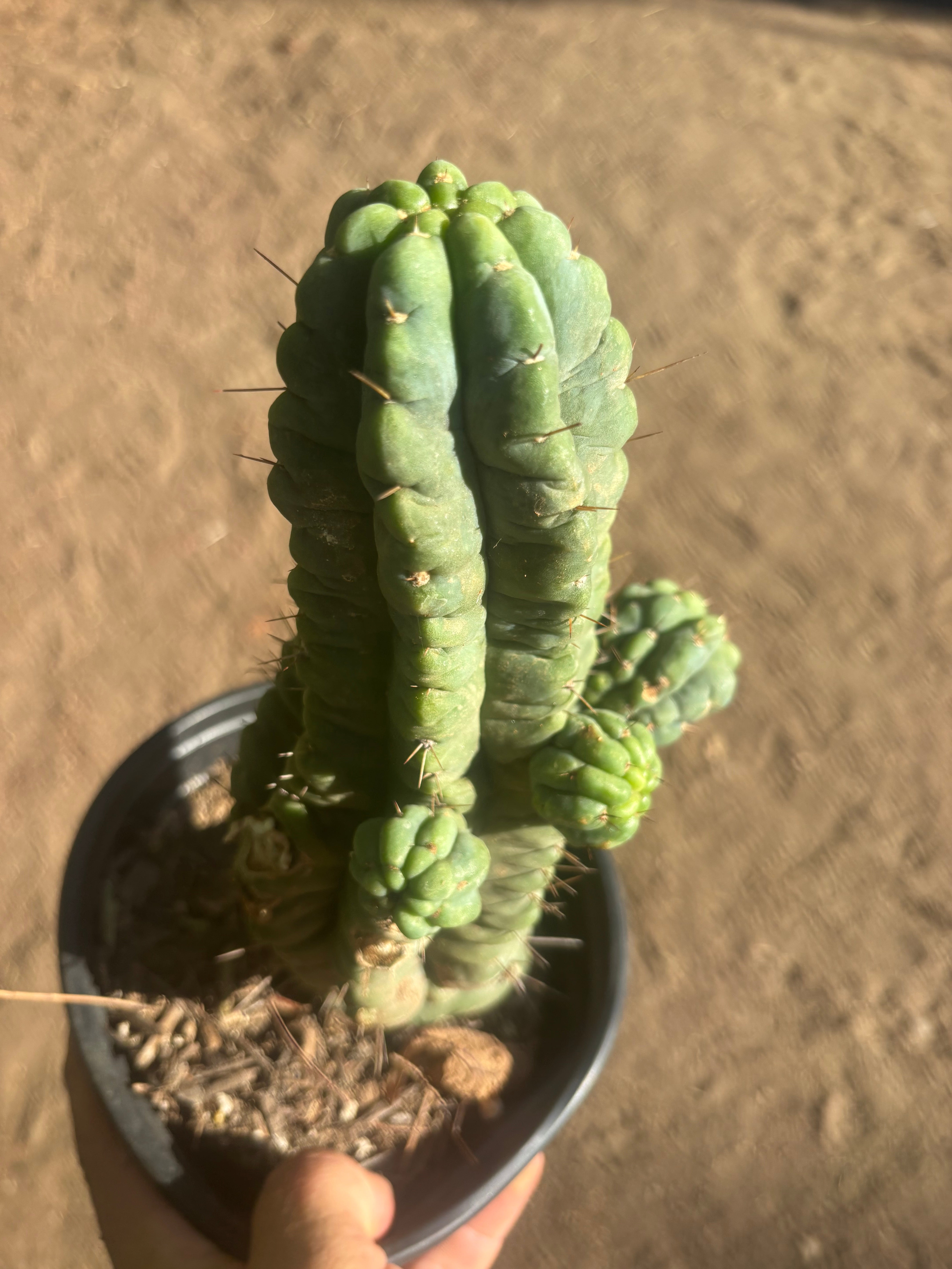💎👑💎 Havran — Established Multi-Pup Graft on PC