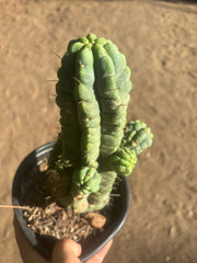 💎👑💎 Havran — Established Multi-Pup Graft on PC