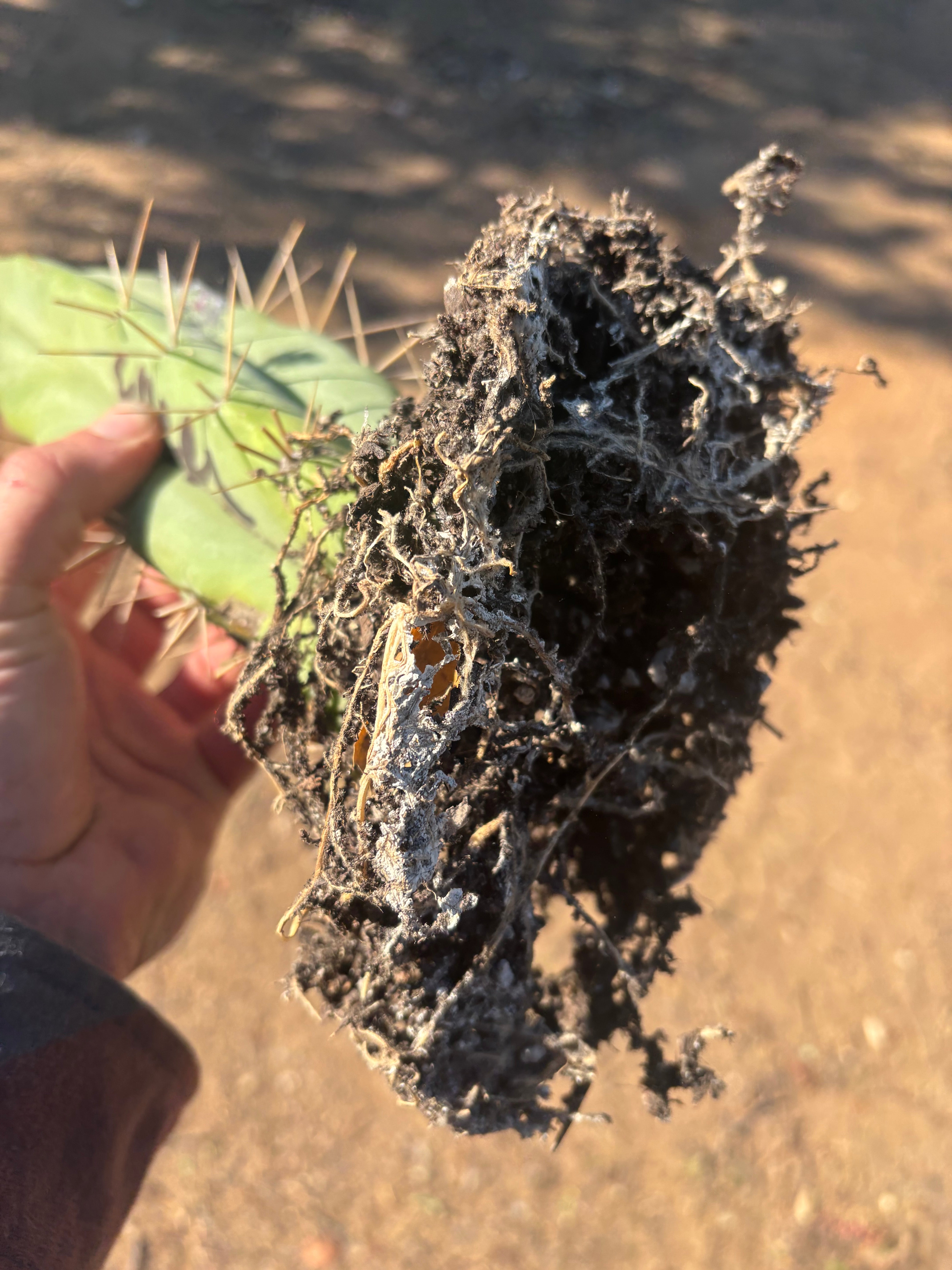 👑🌶️🌶️ Eileen — Rooted 14” Tip
