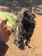 👑🌶️🌶️ Eileen — Rooted 14” Tip