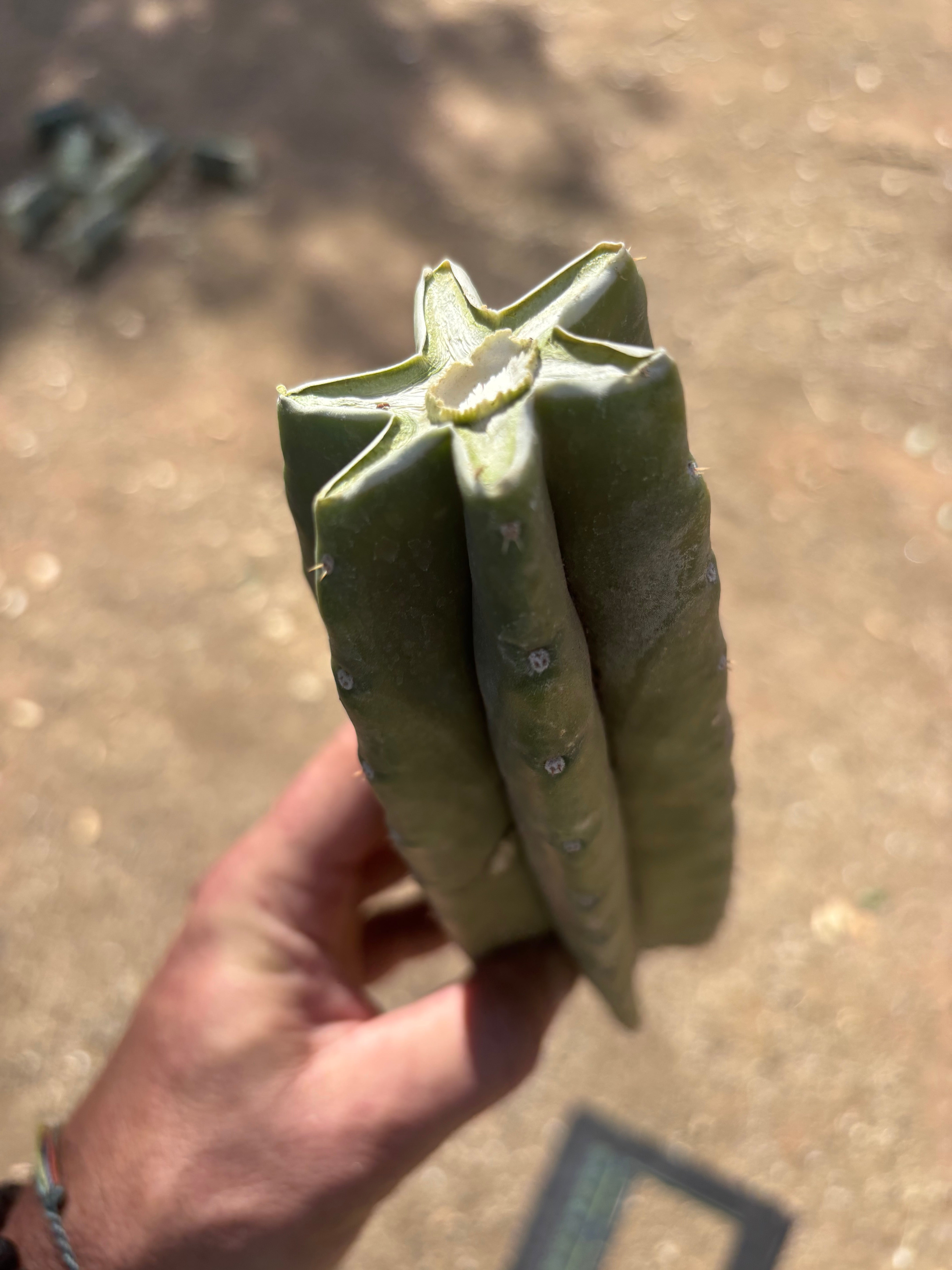 👑🌶️ Tom Juuls Giant — 10” Mid