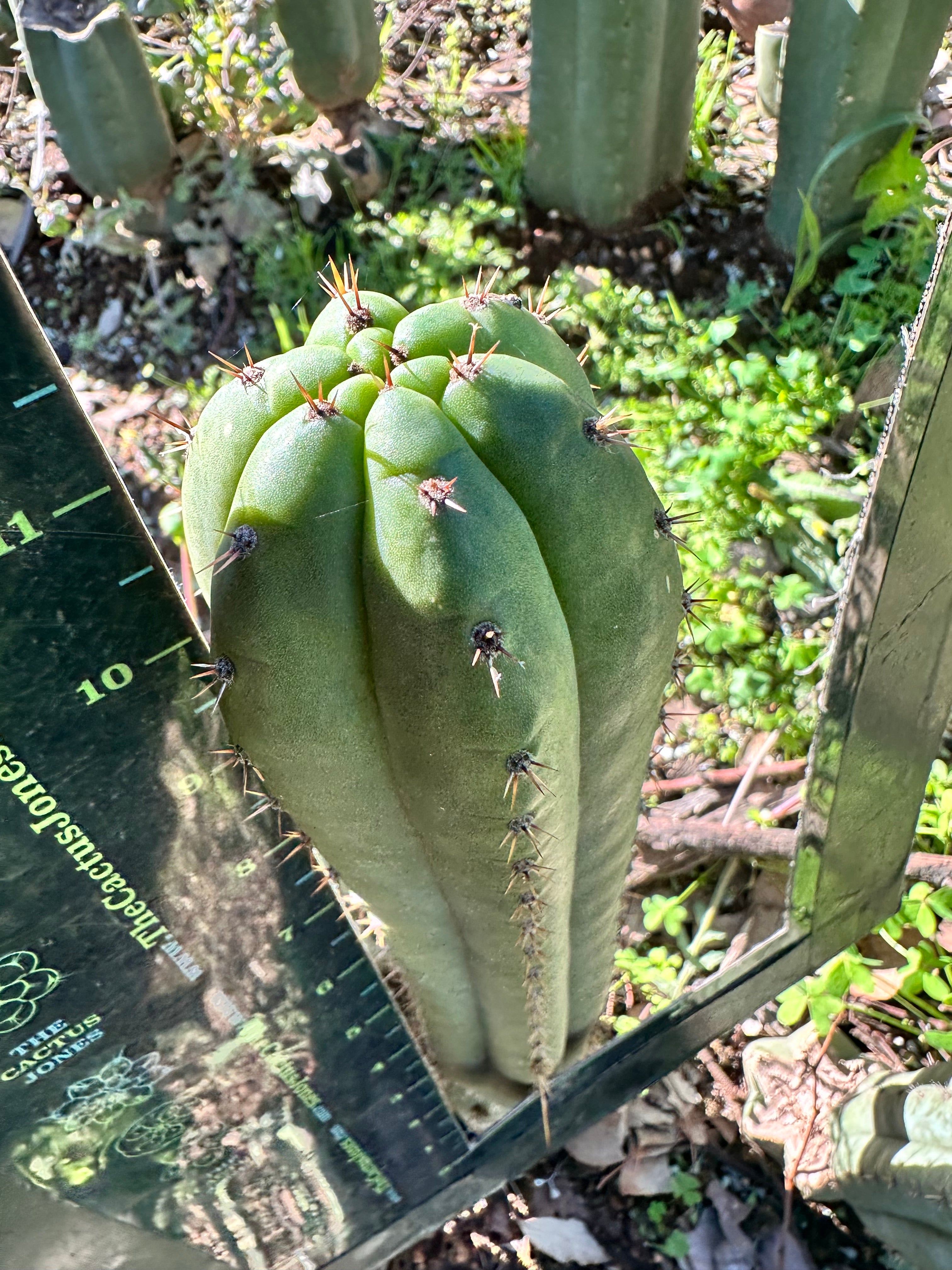 *👑🌶️ Torres & Torres — 12” Tips (Restocked — 4)