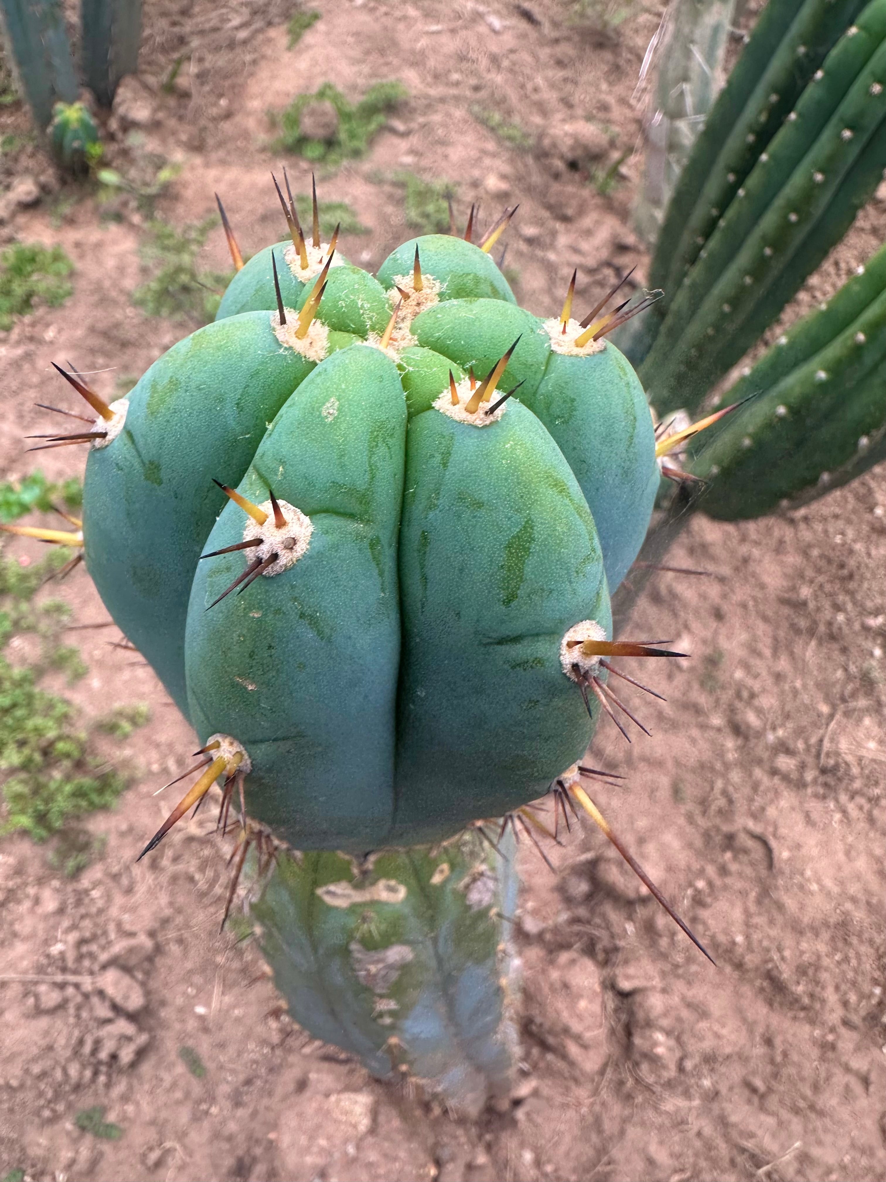 💎👑🌶️💎  Hyperspace Pixie! — 8” Tip