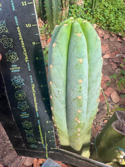 👑🌶️ Tom Juuls Giant — 10” Tip