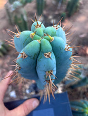 👑💎 Ridiculous — Glowing 9” Pup
