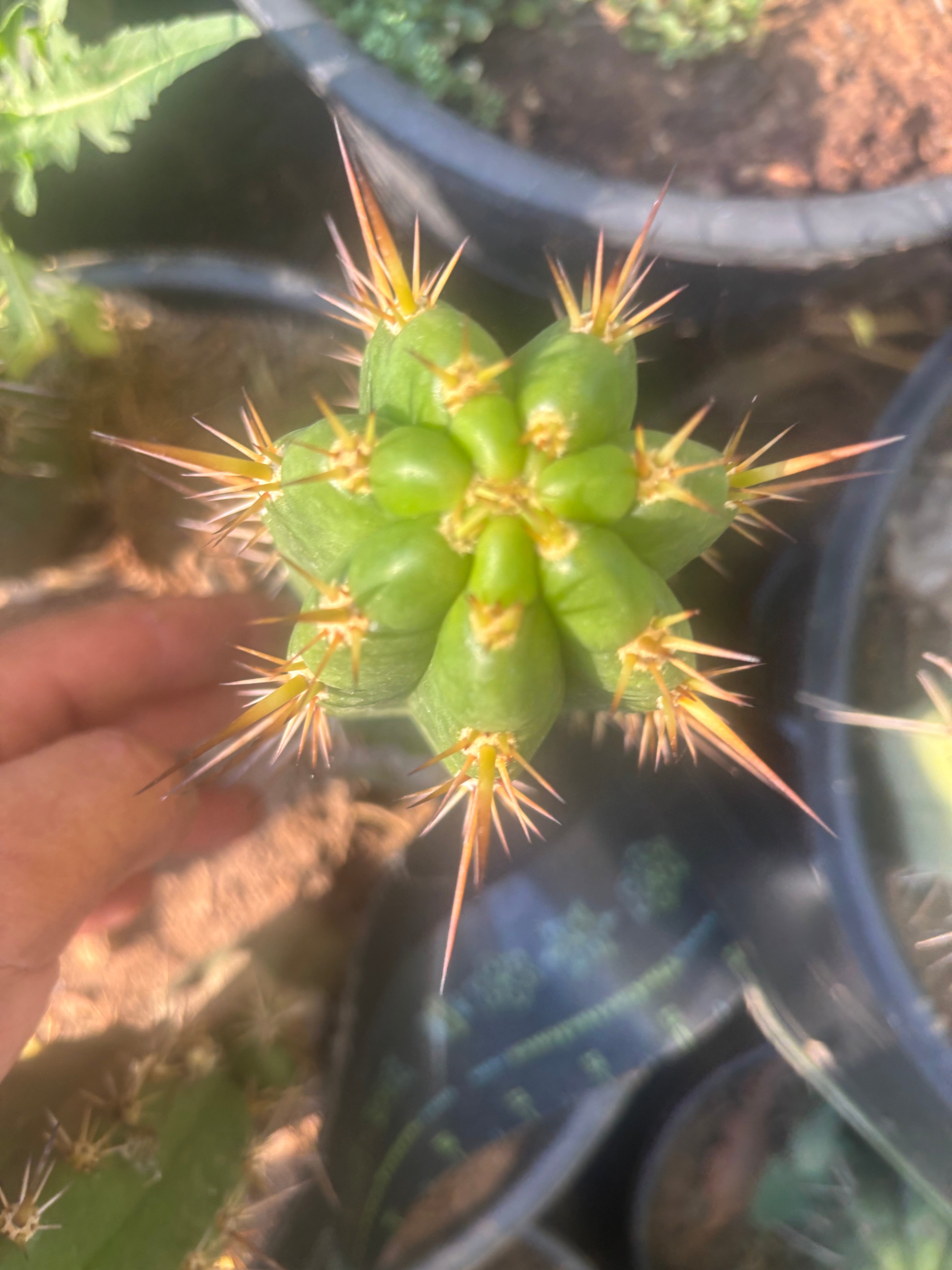 💎👑💎 Tulhuay — Rare Magenta Flower — 6” Pup