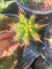 💎👑💎 Tulhuay — Rare Magenta Flower — 6” Pup
